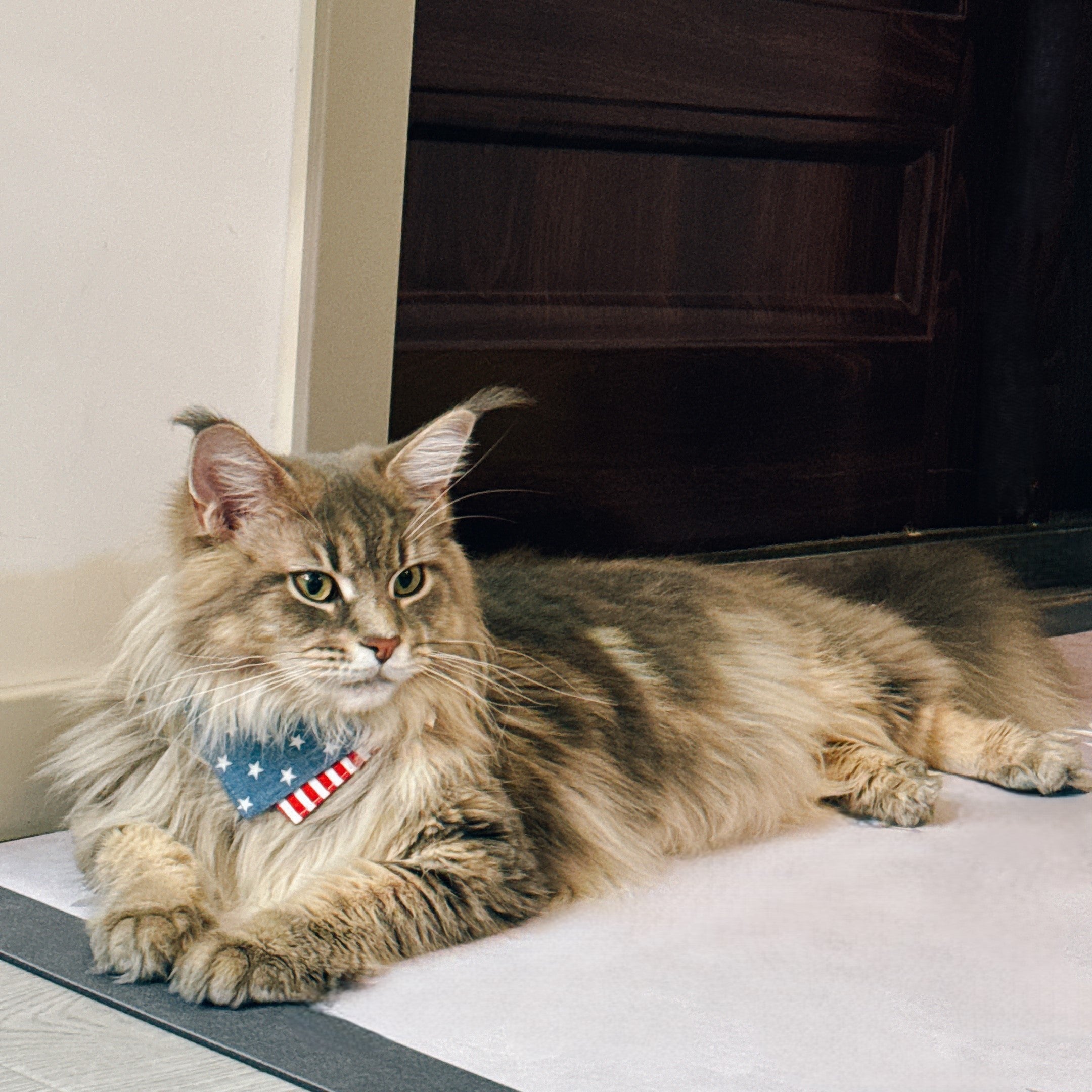 Liberty Cat Bandana