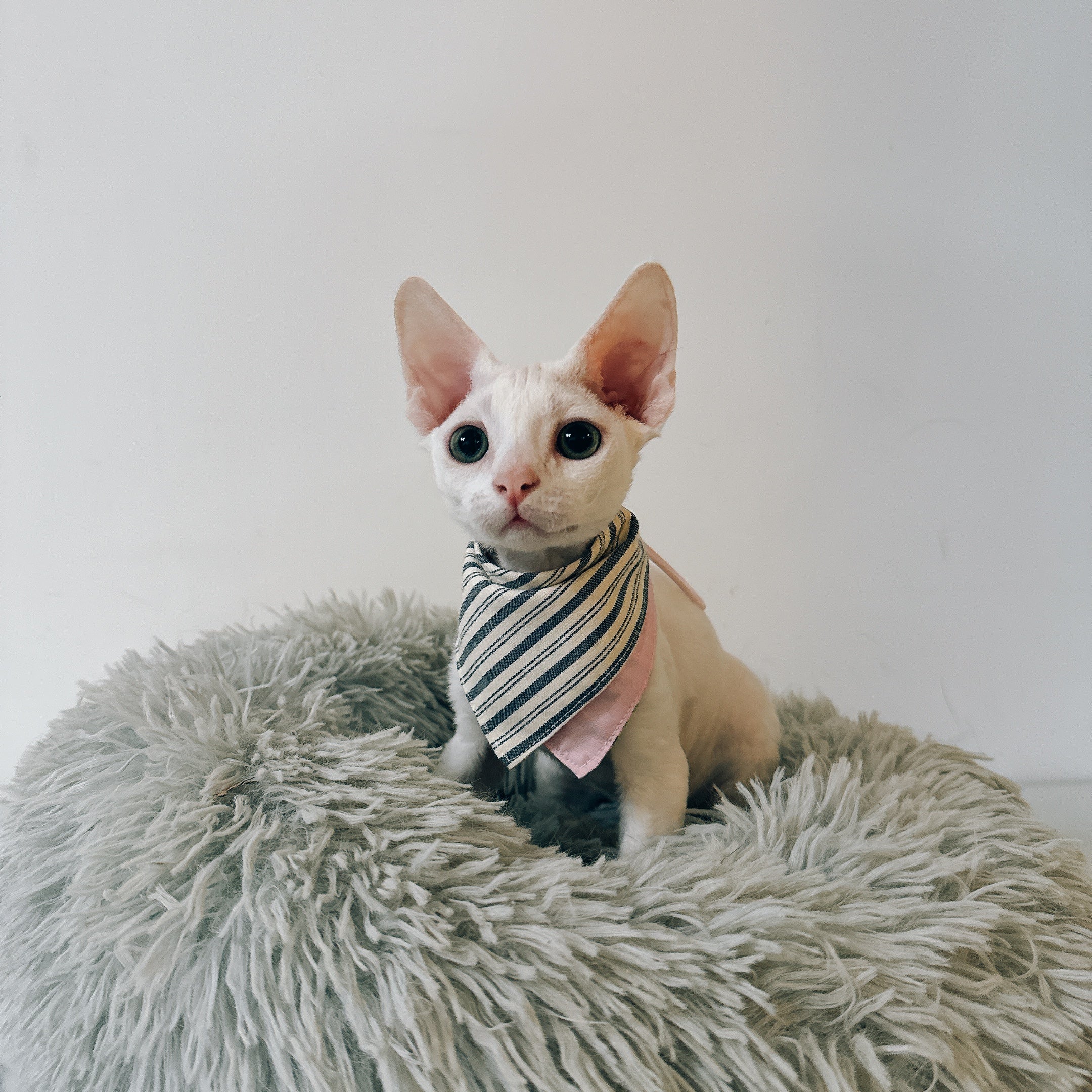 Vintage Navy Stripe Cat Bandana