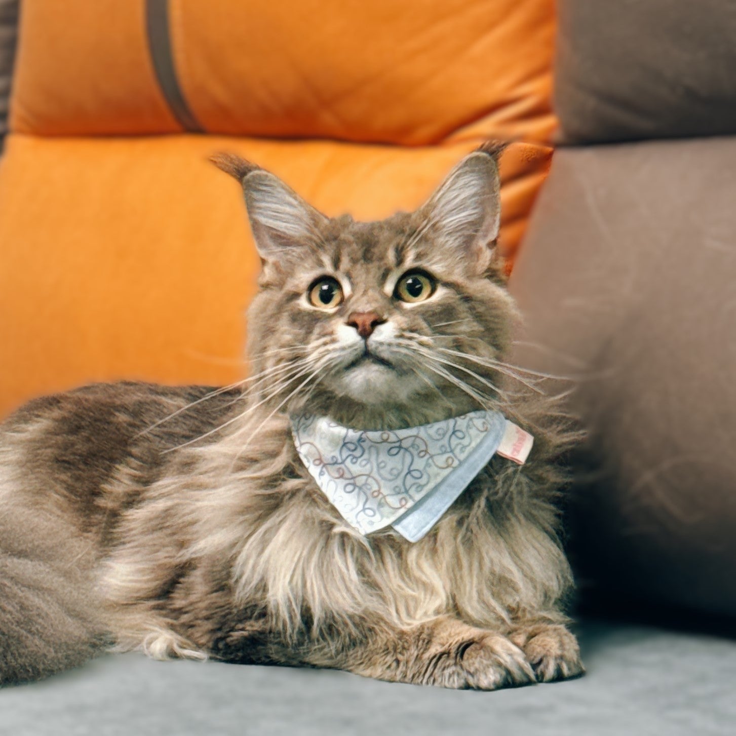 Streamers Cat Bandana