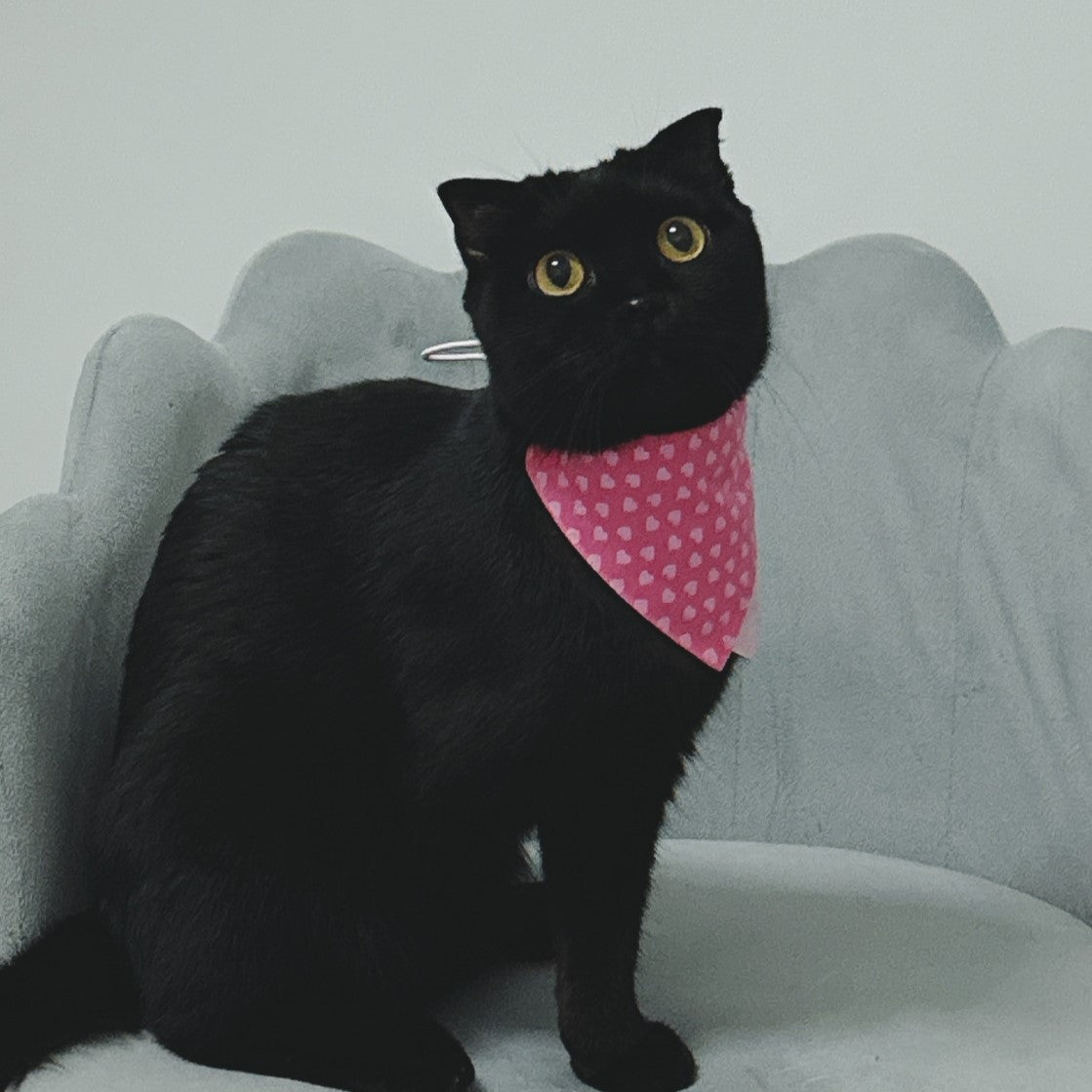 Hot Love Cat Bandana