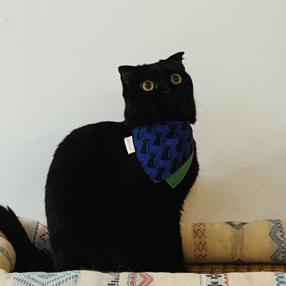 Midnight Black Cat Bandana