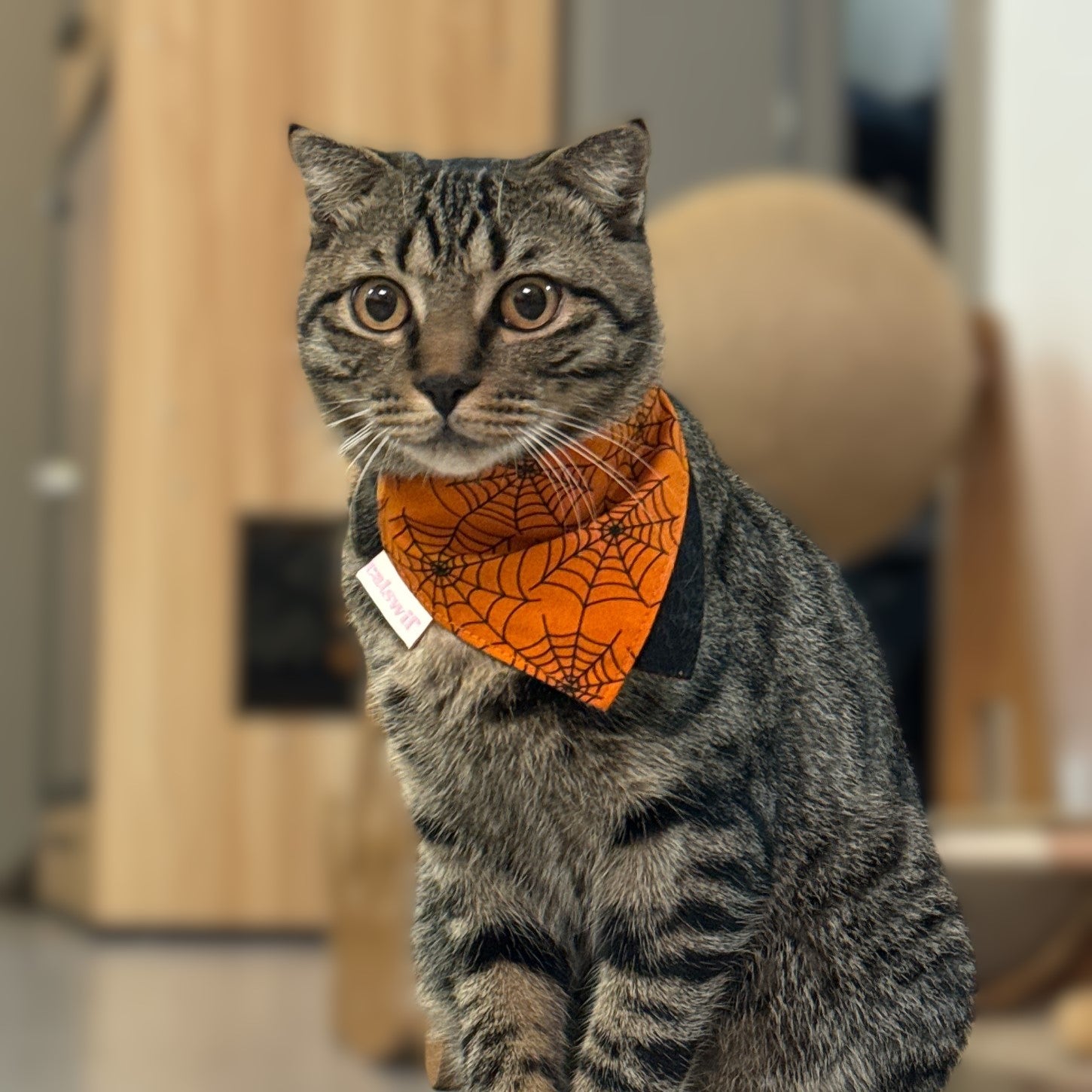 Spider Webs Cat Bandana