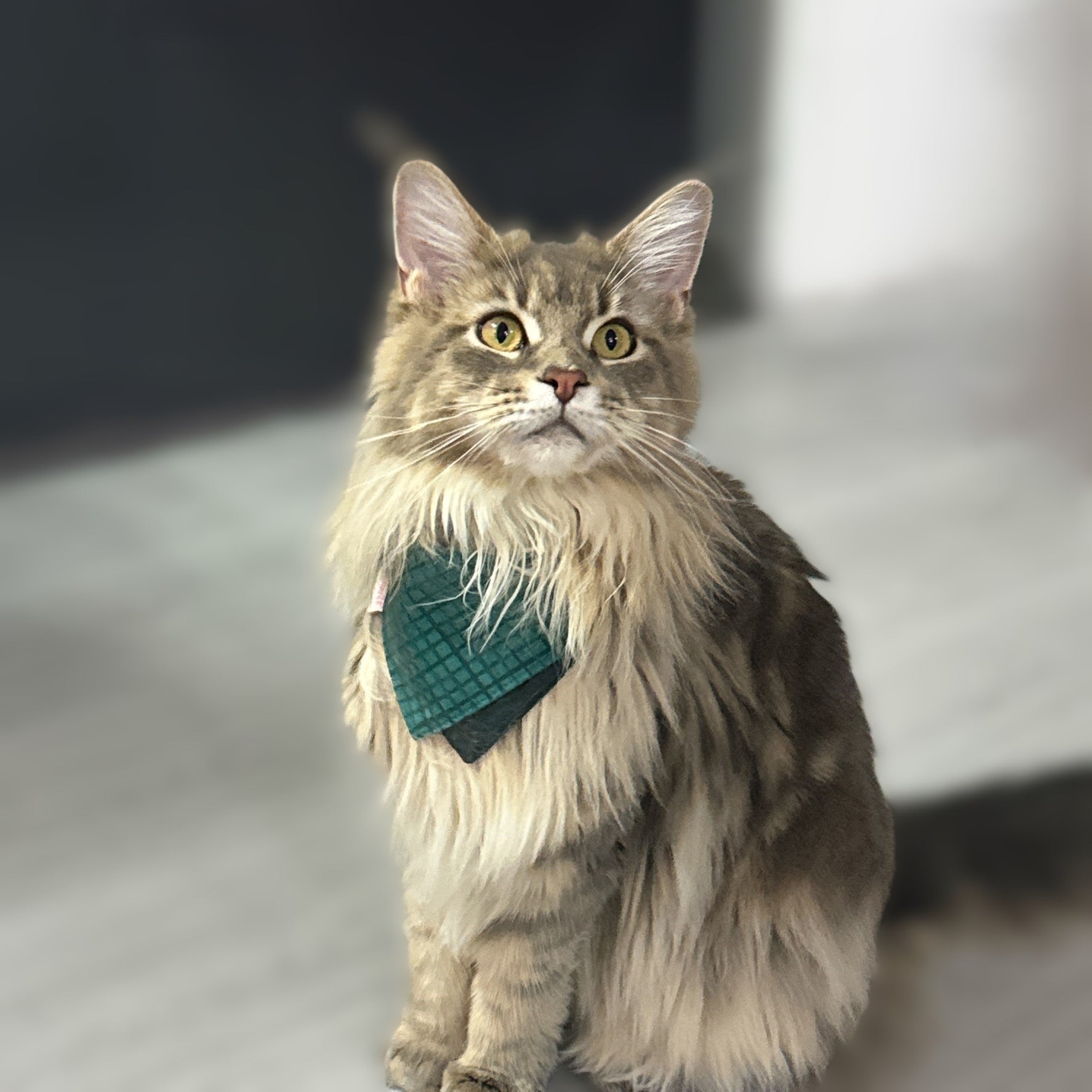 Evergreen Plaid Cat Bandana